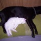 xena con fifi